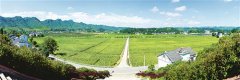 贵州烟区打造生态烟叶种植