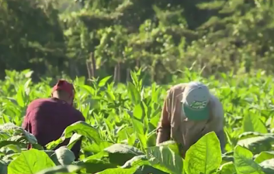 津巴布韦计划开发抗旱烟草品种 以减轻气候变化影响