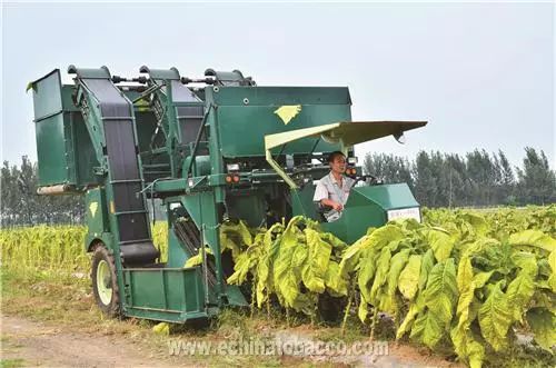 百年金叶香愈浓——黄淮烟区70年变迁史