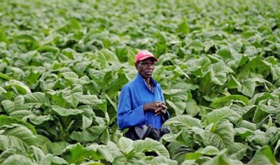 津巴布韦今年烟农数量下降 烟草交货额减至5.3亿美元