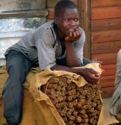 受疫情影响 马拉维烟叶销售季推迟